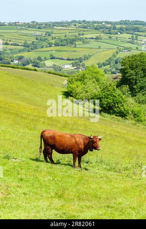 Red Devon Cow mit GPS Virtual Fence NoFence Halsband, das sie in einer virtuellen Koppel hält, High Bickington, Devon, England, Großbritannien. Stockfoto
