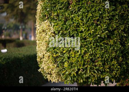 Nahaufnahme einer dekorierten Pflanze im Garten Stockfoto