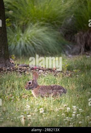 Ein junges Kaninchen, Silvilagus floridanus, umgeben von Gras mit üppigem grünen Hintergrund und Klee im Vordergrund im Sommer oder Herbst, Pennsylvania Stockfoto