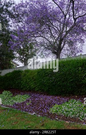 jacaranda-Baum. Jacaranda mimosifolia blüht mit Blumen in Kalifornien ; USA Stockfoto
