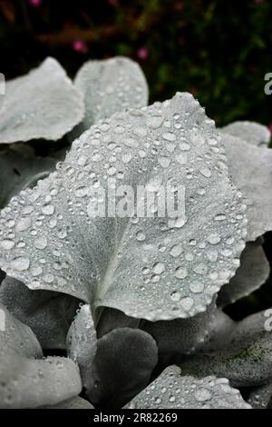 Nass mit Morning Dew Angel Wings Plant (Senecio Candicans), die in einem Behälter mit weicher, silberner, weißer Blattfarbe wächst. Südkalifornien, USA Stockfoto