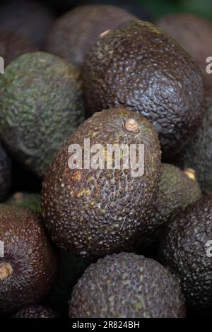 Viele frische, reife grüne Bio-Avocados in Schachteln auf dem spanischen Bauernmarkt. Stockfoto