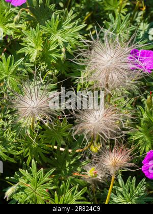 Flauschige Samenköpfe der harten, ganzjährigen Pasqueblume Pulsatilla vulgaris unter dem Laub von Geranium sanguineum Stockfoto