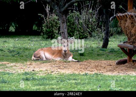 Tiere, junge Hirsche in einem Nationalpark. Das Rotwild (Cervus elaphus) ist eine der größten Hirscharten. Stockfoto