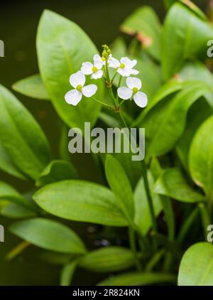 Weiße Blüten der im Sommer blühenden Grenzteichpflanze, Sagittaria graminea, Ruderpfeilspitze Stockfoto