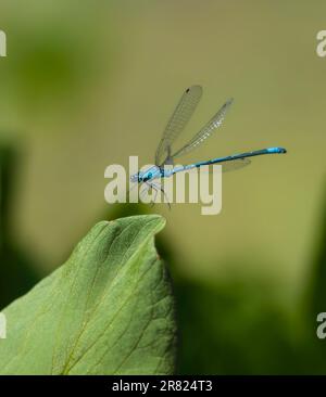 Erwachsener männlicher Azurflunder, Coenagrion puella, startet von der Vegetation am Pool in einem britischen Garten Stockfoto