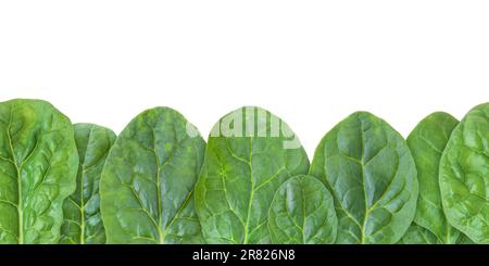 Grüner Spinat hinterlässt einen nahtlosen horizontalen Rand auf weiß isoliert. Spinacia oleracea-Blattgemüse. Stockfoto