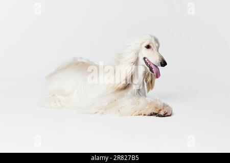 Bild eines lächelnden, reinrassigen, wunderschönen afghanischen Hundes auf dem Boden vor weißem Studiohintergrund Stockfoto