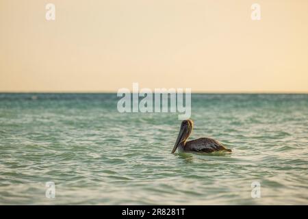 Wunderschöne Aussicht auf Pelikane im türkisfarbenen Wasser des Atlantiks. Aruba. Stockfoto