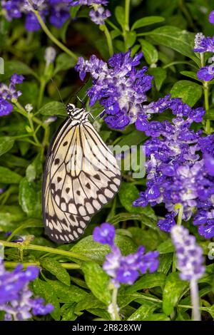 Mackinac Island, Micihgan. Schmetterlingshaus. Nahaufnahme von der Seite eines Schmetterlings aus Reispapier, Idea Leuconoe, der an einer lila Blume hängt. Stockfoto