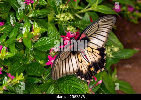 Mackinac Island, Micihgan. Schmetterlingshaus. Weiblicher großer Mormonen-Schwalbenschwanz, Papilio memnon ernähren sich vom ägyptischen Sternenhaufen. Stockfoto