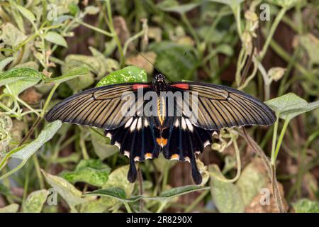 Mackinac Island, Micihgan. Schmetterlingshaus. Weiblicher großer Mormonenschwanzschwanz, Papilio memnon ruht auf grüner Vegetation. Stockfoto