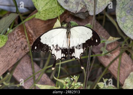 Mackinac Island, Micihgan. Draufsicht auf einen Mocker Swallowtail, Papilio dardanus in Vegetation. Stockfoto