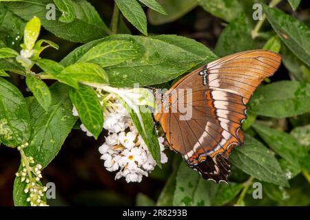 Mackinac Island, Michigan. Schmetterlingshaus. Seitenansicht einer rostigen Seite, Siproeta, Epaphus Stockfoto