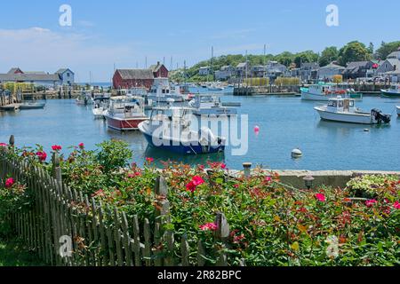 Rosenbüsche und Holzzäune umrahmen kommerzielle Fischerboote, die im Rockport Harbor vor Anker liegen, und das Wahrzeichen Nummer 1 Fischerhütte Stockfoto