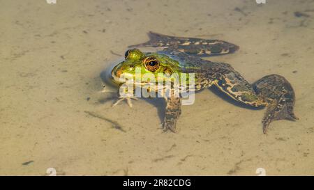 Ein lebendiger grüner essbarer Frosch, der in einem ruhigen Pool mit Wasser sitzt und die Kamera betrachtet Stockfoto