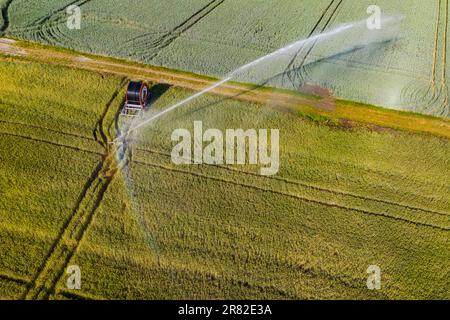 Bewässerung mit Sprinklern auf einem Feld mit Getreide, Luftaufnahme, Deutschland Stockfoto