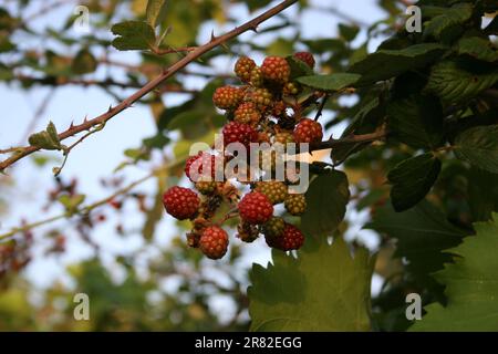 Eine Sammlung reifer, saftiger Beeren hängt an einem grünen Ast in einer natürlichen Umgebung Stockfoto