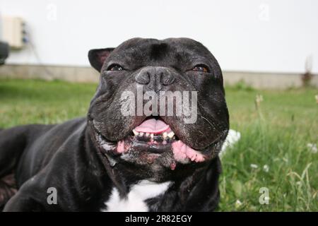 Ein Nahbild einer amerikanischen Rasse von Bully-Hunden Stockfoto