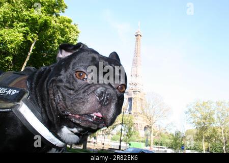 Ein Nahbild einer amerikanischen Rasse von Bully-Hunden Stockfoto