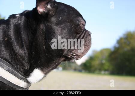 Ein Nahbild einer amerikanischen Rasse von Bully-Hunden Stockfoto