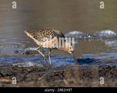 Unterschätzter Dowitcher in Alaska während des Frühlings Stockfoto