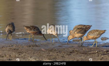 Unterschätzter Dowitcher in Alaska während des Frühlings Stockfoto