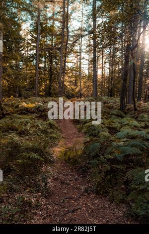 Ein malerischer Wanderweg im Freien, der sich durch einen üppigen Wald mit hohen Bäumen schlängelt Stockfoto