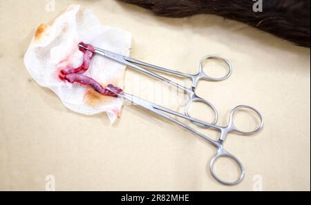 Die Operationsschere mit Katzenovar auf dem Tablett im Operationssaal. Stockfoto