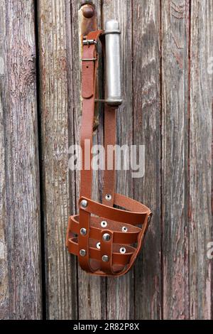 Brauner Hundemaul, der in der Nähe eines Holzzauns hängt Stockfoto