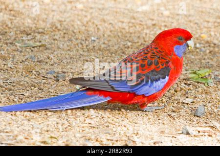 Atemberaubender lebendiger roter Papagei, Crimson rosella, Platycercus elegans, die sich auf dem Boden im Stadtpark Australiens ernähren Stockfoto