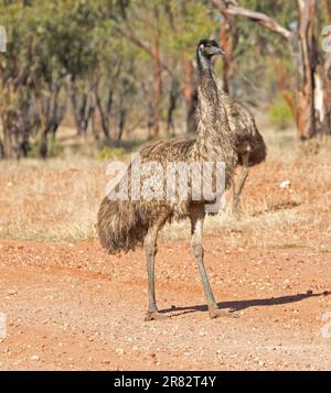 Emu, Dromaius novaehollandiae, auf rotem Boden der Outback Road, beseelt einheimische Bäume in NSW Australien Stockfoto