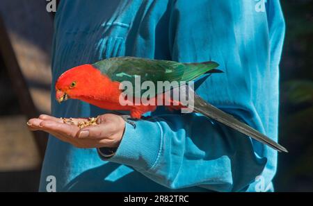 Atemberaubender rot-grüner männlicher Königspagat Alisterus scapularis isst Samen von einer Person Hand in einem Stadtpark in Australien Stockfoto