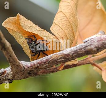 Nahaufnahme einer Spinne, die sich hinter trockenen Blättern auf einem Baum mit verschwommenem Hintergrund versteckt. Stockfoto