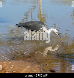 Weißhals-/Pazifikreiher, Ardea pacifica, große Vögel, die im blauen Wasser waten und ihre Reflexion im Outback Australien beobachten Stockfoto