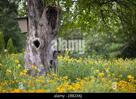 Ein Feld gelber coreopsis-Blumen mit einem Baum voller Baumhöhlen auf einem üppig grünen Hintergrund im Frühling und Sommer, Lancaster, Pennsylvania Stockfoto