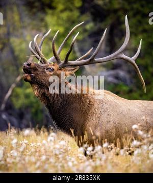 Bull Rocky Mountain Elch (Cervus canadensis), der während der Herbstbrut im Moraine Park, Rocky Mountain National Park, Colorado, USA, in der Graswiese wackelt Stockfoto