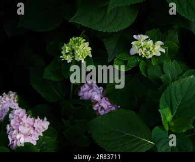 Die Hortensienblüten mit dunkelgrünen Blättern Stockfoto