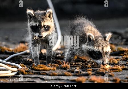 Berlin, Deutschland. 18. Juni 2023. Zwei junge Waschbären sitzen auf Nahrungssuche. Waschbärjunge verlassen ihr Versteck zum ersten Mal im Alter von sechs bis neun Wochen. Kredit: Britta Pedersen/dpa/Alamy Live News Stockfoto