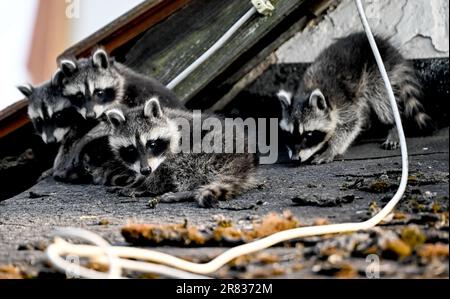 Berlin, Deutschland. 18. Juni 2023. Vier junge Waschbären, die auf einem Dach sitzen. Waschbärjunge verlassen ihr Versteck zum ersten Mal im Alter von sechs bis neun Wochen. Kredit: Britta Pedersen/dpa/Alamy Live News Stockfoto