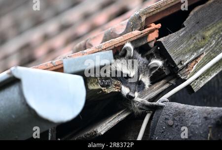 Berlin, Deutschland. 18. Juni 2023. Ein junger Waschbär kriecht aus seinem Versteck. Waschbärjunge verlassen ihr Versteck zum ersten Mal im Alter von sechs bis neun Wochen. Kredit: Britta Pedersen/dpa/Alamy Live News Stockfoto