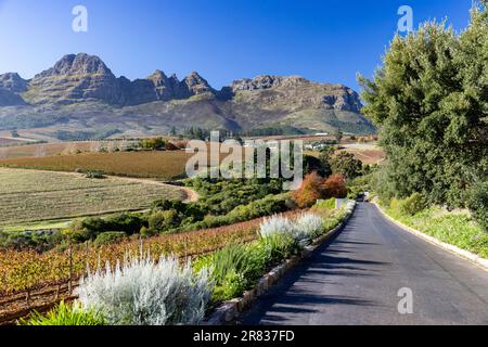 Wunderschöne aussicht auf die Stellenbosch Winelands mit der Helderberg Gebirgskette im Hintergrund nahe Kapstadt, Südafrika Stockfoto