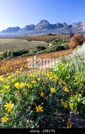 Wunderschöne aussicht auf die Stellenbosch Winelands mit der Helderberg Gebirgskette im Hintergrund nahe Kapstadt, Südafrika Stockfoto