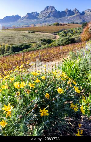 Wunderschöne aussicht auf die Stellenbosch Winelands mit der Helderberg Gebirgskette im Hintergrund nahe Kapstadt, Südafrika Stockfoto