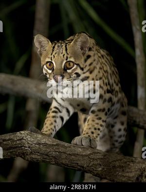 Nahaufnahme eines Ozelotkätzchens (Leopardus pardalis) im Pantanal Brasiliens. Eine der schönsten Katzen der Welt, deren Lebensraum bedroht ist. Stockfoto