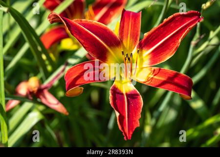 Wunderschöne rote und gelbe Tageslilien (Hemerocallis) im State Botanical Garden of Georgia in Athen, Georgia. (USA) Stockfoto