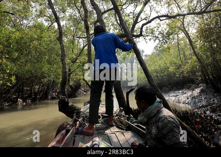 Reisen Sie mit dem Boot um den Sundarbans Kanal. Dieses Foto wurde vom Sundarbans Nationalpark in Bangladesch gemacht. Stockfoto