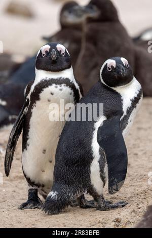 Zwei afrikanische Pinguine (Spheniscus demersus) am Boulders Beach in Simon's Town, in der Nähe von Kapstadt, Südafrika Stockfoto