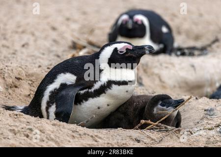 Afrikanischer Pinguin (Spheniscus demersus) mit Küken am Boulders Beach in Simon's Town, in der Nähe von Kapstadt, Südafrika Stockfoto