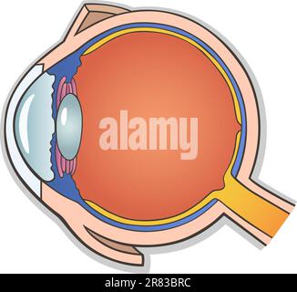 Querschnitt durch medizinische Vektor-Illustration des menschlichen Auges Ball Stock Vektor